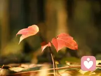 真正的友谊，是需要保持一定的距离的。有距离，才会有尊重；有尊重，友谊才会天长地久 ​配图