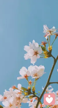 我的孤独只对春光敞开心扉。早安！