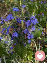 初五吉祥如意配图