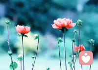 像花儿一样，无论身在何处，不管周遭环境如何，都依然潇洒的绽放自己的美丽，活出自己的精彩。早安。