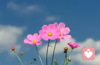 最温暖的不是阳光，是善良的心；最美丽的不是花朵，是微笑的脸；最舒适的不是公寓，是自己的家；最美好的不是未来，是今天。早安。配图