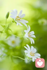 别人的成功，不会让我们自己变得渺小，让我们变得渺小的是我们的嫉妒之心。早安。配图