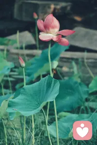 淡定从容，悠然自得。因为淡定，所以从容；因为从容，所以优雅。早安。配图
