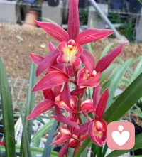 中秋节快乐[玫瑰]