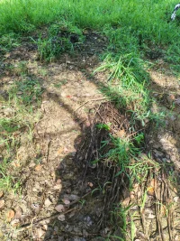 今天去拔草勞作了2個小時，接觸大地。雖然一開始時，汗流浹背，過后卻無比輕松。內心是快樂而放松的。接觸大自然是最省錢，最自然的方式。????????配圖