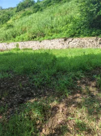 今天去拔草勞作了2個小時，接觸大地。雖然一開始時，汗流浹背，過后卻無比輕松。內心是快樂而放松的。接觸大自然是最省錢，最自然的方式。????????配圖