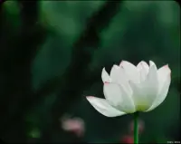 看淡不是妥協，而是以更高的視角審視生活的真諦。
心靜如初，歲月無痕，寧靜致遠，淡泊明志。配圖