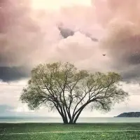 王陽明說，你未看此花時，此花與汝同歸于寂，你來看此花時，則此花顏色一時嬌艷起來，花當然是自開自落的。可是，能不能擾動我的心，卻是由我來決定。原來，人生本身毫無意義，因為你的所作所為，才賦予了人生的意義，愿你不困昨日事，不負今日景，不畏明日途!配圖