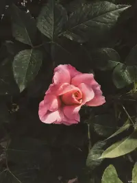 亲爱的姑娘，不要为了爱情，就把自己活成了面目全非的样子。真正让男人心动的，从来不是你的殷勤讨好，而是你独特的风采。