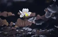 心理學家弗洛姆：所有過度的關心，都是披著溫柔外衣的暴力。
人很難被叫醒，
每個人都有自己獨特的理解世界的視角，
即使面對同樣一個人，同樣一件事，同樣一件物品，感受也天差地別。
同樣一個綠色，你相信嗎？
你和我看到的都不一定是同一個綠。
何況是對事！

所以不要試圖以自己的視角
去說服對方按照你的思路走，
如果對方覺得這是一個坑，
他自己會跳出來，
在你眼里是陷阱，在他眼里可能是蜜糖，
如果對方真的要跳，那你拉也拉不住。
再強調一遍：只有痛過，才會清醒，人無法輕易喚醒另一個人，除非另一個人自己想覺醒。配圖