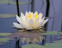 人生晚吃苦不如早吃苦。人生是很累的，你现在不累，以后就会更累。人生是很苦的，你现在不苦，以后就会更苦。万物相生相克，无下则无上，无低则无高，无苦则无甜。唯累过，方得闲；唯苦过，方知甜。趁着年轻，大胆地走出去，去迎接风霜雨雪的洗礼，练就一颗忍耐、豁达、睿智的心，幸福才会来。