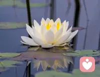 這世上唯一始終相伴的也許只有影子，可當太陽隱去，連影子也會離開。
English: Perhaps the only thing that always accompanies me in this world is my shadow—yet when the sun disappears, even my shadow leaves.配圖