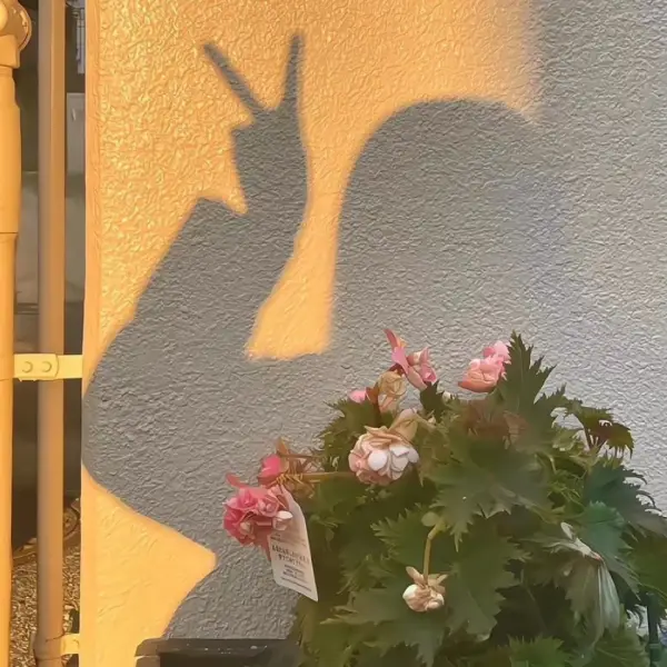 糖心