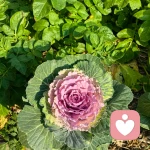 心安倾听的头像