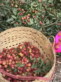 只要全荔以赴，你會很酷。
這個夏天，你吃荔枝了嗎？配圖