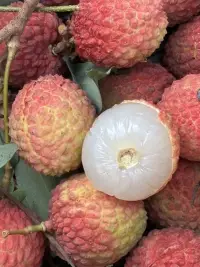 只要全荔以赴，你會很酷。
這個夏天，你吃荔枝了嗎？配圖