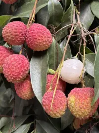 只要全荔以赴，你會很酷。
這個夏天，你吃荔枝了嗎？配圖