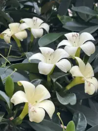 允許枯萎，等待花期，接受無常。配圖