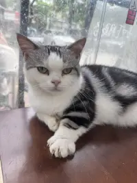 猫猫治愈❤️‍🩹