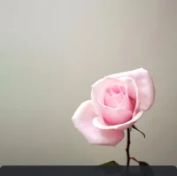 不要被各種精神困惑所蒙蔽。
停下來,聞聞玫瑰花香。配圖