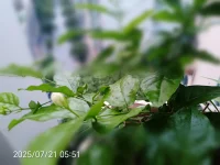 自開
 
悶熱的清晨
一縷清香 幽幽飄來
 
循香望去——
哦，是你
小小白白 水滴似的身影
纖弱 孤獨
藏在葉叢 毫不起眼
 
何時抽的芽？沒人知
何時結的苞？無從問
卻憑著那縷香
讓人不由得  駐足矚目
 
或許這些 都與你無關
你只是 自顧自地
綻放了而已配圖