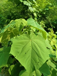 毛毛的
絨絨的
綠綠的
粘粘的
是傘
是扇
是粘蟲器
是開心舞
……配圖