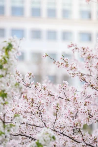校園櫻箋
      若溪

 親，二十多年前的你
是否也這般，在春陽里輕顫
層層花瓣舒展著向往
如云，如煙，如霞色漫過少年的眼。
 
你該記得那樹下的懵懂吧，
憂郁的目光凝視著，
靜靜佇立，默默對望，切切念想，
陽光為那份莊重駐足，
而你，替青澀的心事悄悄守護。
 
幸運的你，被輕輕采擷
與信箋的墨香一同啟程
在郵戳里封存了整個春天的溫度。
 
如今，手中的櫻花箋早已干枯褪色，
但卻牽著我，
隔著20多年的時空，
來到你面前，
容已枯，紋已皺，發已斑白，
終于魂牽夢繞到這里。

 親，你還記得嗎？
那年樹下的少年，
那束熱切又憂郁的眼神，
那輕輕采擷的一朵沾著墨香遠航，
到我手達吾心
……

親，你還好嗎？
 陽光下，你的笑容如云如煙如霞，
春風里的沙沙聲，像時光在輕輕應答，
此刻該是圓滿的定格啊，
可為何，
我眼角有淚，
悄然滑落。配圖