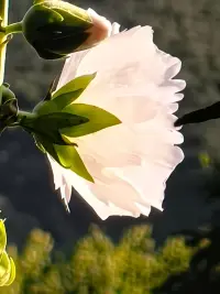 好的愛情就像兩棵并肩生長的樹，各自扎根向下，又向著天空努力伸展。在風(fēng)雨中相互依靠，在陽光下彼此守望。一起經(jīng)歷生活的酸甜苦辣，一起面對人生的起起落落，不是誰依附誰，而是共同成長，成為更好的自己，讓愛情在歲月里歷久彌香 。配圖