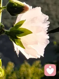 我做我的事，你做你的事，
我來這個世界不是為了迎合你的期待
你來這個世界也不是為了滿足我的需要
你是你，我是我，
你我若能相互看見，彼此理解，那很好
倘若不能，那也是可以的。配圖