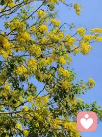 灵魂不是用来享受生活的，
而是用来扩展意识的。

当你的灵魂变得
宁静、和平、喜悦时，

你的眼睛就有一种
深度、清澈、纯洁、天真。配图
