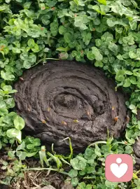 牛糞，雖然出身草根，卻實現了終極逆襲——從前女友般扎人的干草，到發酵后咖啡渣般的高級質感，最后在田埂間活成了愛的奉獻。這大概就是傳說中的：躺得越平，價值越穩？配圖