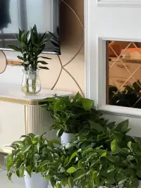 去努力，就會有進步，別害怕失敗，也別害怕疼！