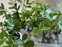真正的強大不是征服他人，而是學會與自己的情緒和解。與其對抗焦慮，不如擁抱它的存在，在呼吸間找到平衡。