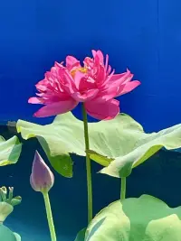 遇見糾結(jié)的事，試著問自己兩個問題：“這件事3天后還重要嗎？”“如果是朋友遇到這事，我會怎么幫助他？”前者幫你跳出當下的“情緒放大鏡”，后者用“第三人稱視角”減少自我批判，你會發(fā)現(xiàn)，很多煩惱其實沒那么嚴重。配圖