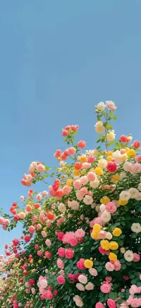 總有人認為自己不幸福，是因為他從來沒有去認識幸福，不認可自己擁有的，總?cè)ザ⒅约簺]有的。幸福本身就不是擁有多少，而是你感知到了多少，感知力就決定了你的幸福力！配圖