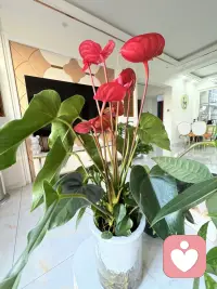 最近臉過敏特別嚴重，天天心情不好，各種事情都覺得不順利。突然間我明白一個道理：本來臉過敏就是一個很糟糕的事情，再因為這個事情讓整個人都變得糟糕，那不是自己又給自己加了一層磨難嗎？所以別讓一件不開心的事情，影響你整個的人生！配圖