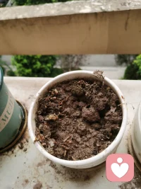 放下期待，反而有意外之喜

避暑一個月，回到家，發現種的蔥都蔫了（你瞧，就是下面這個）

雖然沒抱希望，但還習慣性，把洗菜的水，順手到進去

沒想到，一周后，發芽長出蔥來了（圖二），很驚喜

想想，養育孩子，不也是這樣嘛

當父母放下對孩子的期待，用心陪伴，往往你就會收到，意外驚喜配圖