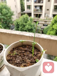 放下期待，反而有意外之喜

避暑一個月，回到家，發現種的蔥都蔫了（你瞧，就是下面這個）

雖然沒抱希望，但還習慣性，把洗菜的水，順手到進去

沒想到，一周后，發芽長出蔥來了（圖二），很驚喜

想想，養育孩子，不也是這樣嘛

當父母放下對孩子的期待，用心陪伴，往往你就會收到，意外驚喜配圖