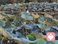 當孩子習慣了消費型的快樂，Ta的物質欲望會被提得太高，而內在創造快樂的能力會萎縮，導致Ta無法自主產生多巴胺，只能依賴外部‘投喂’式的刺激，長此以往，會容易出現情緒問題。配圖