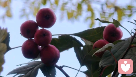 真正的快乐药丸！