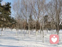 Amidst the wind and snow across a thousand mountains, spring will return in due time. 風雪千山，春歸有期。愿好運緊相牽，共歡悅，長歌永年！配圖