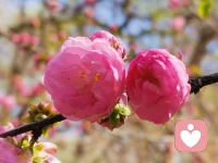 爱上“三高”女人（高学历、高收入、高要求），重在能否彼此欣赏、共同成长。用真诚去了解她光环下的完整人格，欣赏她的才智，也呵护她的柔软。当她的学识和见识成为你们对话中流动的风景，而不是横在中间的墙壁，你会发现，那份“不容易”本身，或许就是爱最深刻的含义。配图