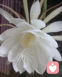 “年轻时总怕不入流，后来才懂合群是消耗” 。青年时期的知识积累、社会规则的习得、人际关系的经营，要求以复杂化思维应对世界的混沌。而当阅历积淀成穿透表象的洞察力，人们开始剥离冗余，展现了褪去社会属性后对本质的回归。在碎片化生存的当下，选择“复杂到简单”的修行既非对现代性的拒绝，也不是怀旧式的倒退，而像历经雷劈仍结果子的老树，在伤痕处生长出新的年轮。配图