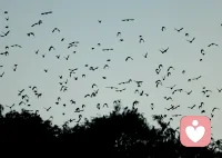 有一句话，今天非常喜欢，林子大了还有别的鸟，其实我们最容易想到的词是林子大了什么鸟都有，语言不同，情绪也不同，我更喜欢，林子大了还有别的鸟，感觉我有更多的选择～～配图