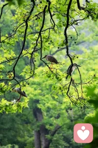 有一句话，今天非常喜欢，林子大了还有别的鸟，其实我们最容易想到的词是林子大了什么鸟都有，语言不同，情绪也不同，我更喜欢，林子大了还有别的鸟，感觉我有更多的选择～～配图