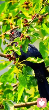 有一句话，今天非常喜欢，林子大了还有别的鸟，其实我们最容易想到的词是林子大了什么鸟都有，语言不同，情绪也不同，我更喜欢，林子大了还有别的鸟，感觉我有更多的选择～～配图