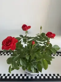 晨光落窗臺，花苞帶露開。早起的甜，是花開的暖。配圖
