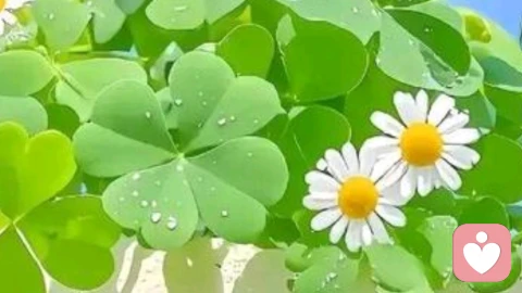 夫妻没爱情了日子怎么过?