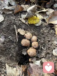 風與樹梢打了個照面
落葉便開始在光影里寫旋轉的詩
就在詩行飄落的間隙
蘑菇們從泥土的扉頁間探出頭來
像大地突然冒出的柔軟標點
改寫了秋天的篇章。

而彎腰采摘的瞬間
仿佛不是我在尋找蘑菇
而是這座山把它積攢的、關于生長的秘密
輕輕放進我手心里。配圖