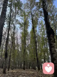 風與樹梢打了個照面
落葉便開始在光影里寫旋轉的詩
就在詩行飄落的間隙
蘑菇們從泥土的扉頁間探出頭來
像大地突然冒出的柔軟標點
改寫了秋天的篇章。

而彎腰采摘的瞬間
仿佛不是我在尋找蘑菇
而是這座山把它積攢的、關于生長的秘密
輕輕放進我手心里。配圖